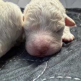 Boy 2 - Off-white male Lagotto Romagnolo puppy in Sherman, Texas from Texas Lagottos