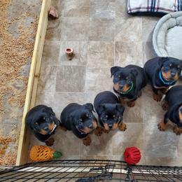 Rottweiler Puppies from Vom Corvinus Haus Rottweilers