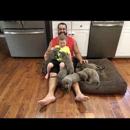 Labrador Retriever Puppies from KMC Gun Dogs