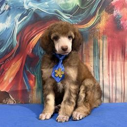 Blue - Sable male Poodle puppy in Houma, Louisiana from Smart Azz Poodles