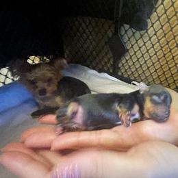 Yorkshire Terrier Puppies from The Yorkie House