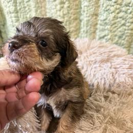 Sun kisses - Wheaten female Miniature Schnauzer puppy in Groesbeck, Texas from Ranch 4M