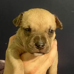 Silver Bell - Blue fawn female American Staffordshire Terrier puppy in Monroe, Georgia from Irresistibull Staffords