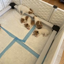 Collie Puppies from Faith Rough Collie’s
