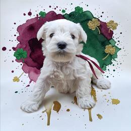 Maroon collar - White female Miniature Schnauzer puppy in Houston, Texas from Haughton Farm