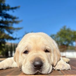 Boy 2 - Yellow male Labrador Retriever puppy in Santa Rosa, California from Legendary Labs of California