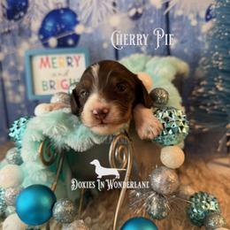 Cherry Pie - Chocolate and tan female Dachshund puppy in Rainier, Oregon from Doxies in Wonderland