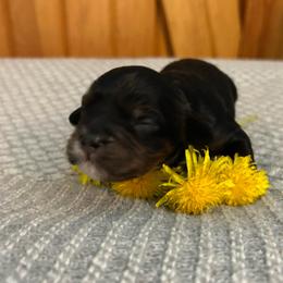 Boy 2 - Black and tan male Cavapoo puppy in Milan, Illinois from Poppy Garden Doodles