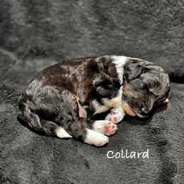 Collard - Black male Bordoodle puppy in Mancos, Colorado from Mesa View Puppies