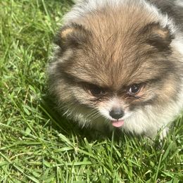 Girl 3 - female Pomeranian puppy in Cass City, Michigan from Lil'Fevre Chihuahuas