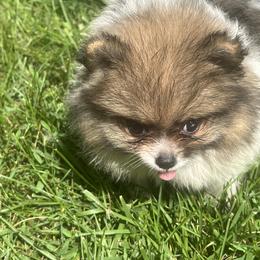 Girl 3 - female Pomeranian puppy in Cass City, Michigan from Lil'Fevre Chihuahuas