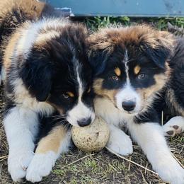 Australian Shepherd Puppies from Echolight Australian Shepherds