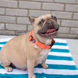 Zuma - French Bulldog