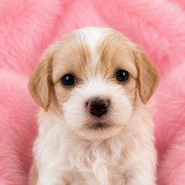 Poppy - Blenheim female Cavapoo puppy in Buda, Texas from Haus of Doodles