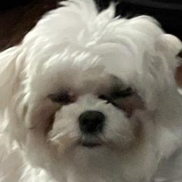 Bandit - Maltese