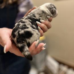 Luigi - Blue merle Miniature Australian Shepherd puppy in Pleasant Grove, Utah from Bishop Aussies