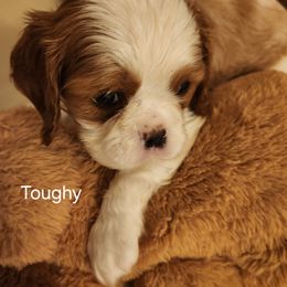 Cavalier King Charles Spaniel Puppies from Angelic Cavaliers