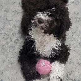 Turquoise - Brown Lagotto Romagnolo puppy in Westlake, Oregon from Premier Truffles