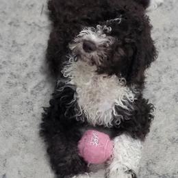 Turquoise - Brown Lagotto Romagnolo puppy in Westlake, Oregon from Premier Truffles