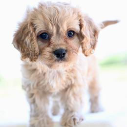 Tucker - Red male Cavapoo puppy in Lawton, Oklahoma from Lindsey’s Cavies