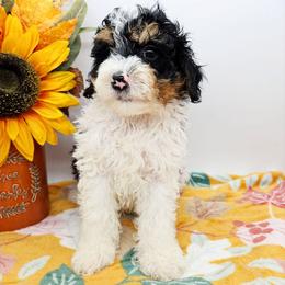 Rad - Tri-color male Bernedoodle puppy in Granton, Wisconsin from Rose River Farms