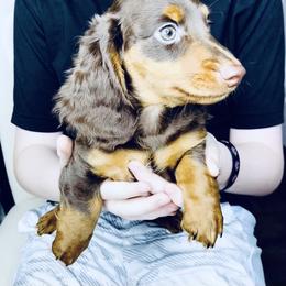 Dachshund Puppies from Meldox