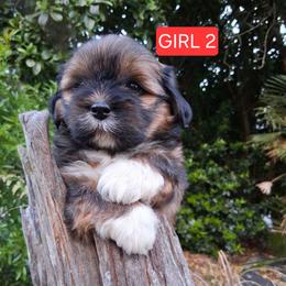 GIRL 2 FLORIDA MULTI CHAMPION ANCESTRY - Red gold female Lhasa Apso puppy in Bell, Florida from Maryann & Kandis