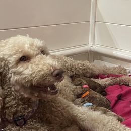 Poodle Puppies from FurEver Poodles