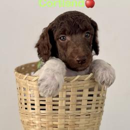 Cortland - Parti male Poodle puppy in Julian, California from Above the Pines Poodles