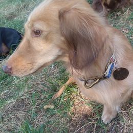 Lötti dottie - Dachshund