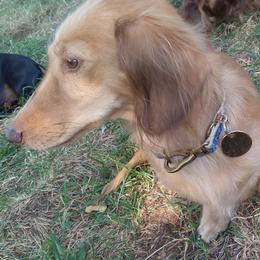Lötti dottie - Dachshund