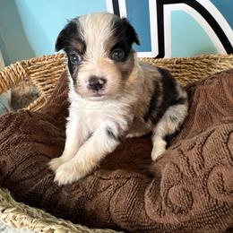 Blue Merle girl - Blue merle female Toy Australian Shepherd puppy in Oklahoma City, Oklahoma from Faith River Aussies
