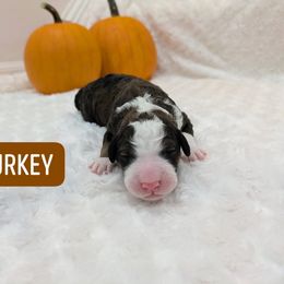 Turkey - Tri-color male Bernedoodle puppy in Harpers Ferry, West Virginia from Harpers Ferry Doodles