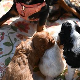 Cavalier King Charles Spaniel Puppies from Critter's Cottage Cavaliers