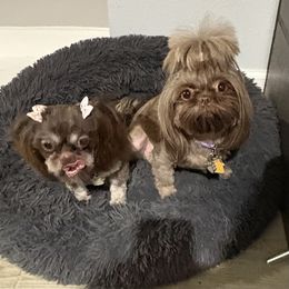 Shih Tzu puppies from Mosley Kennel Shih Tzu