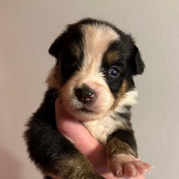 Tater tot - Black tri-color female Australian Shepherd puppy in Altmar, New York from E&C Australian Shepherds