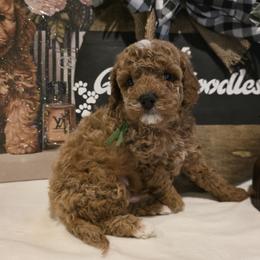 Bernedoodle, Goldendoodle, and Poodle Puppies from 4goldendoodles