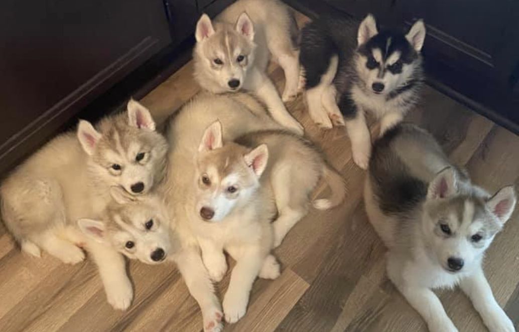 Shamokin Siberians in Pennsylvania Siberian Husky puppies Good Dog