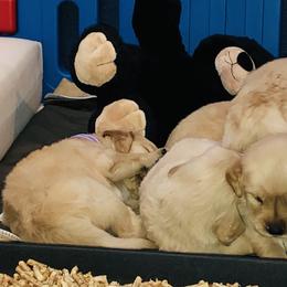 Golden Retriever Puppies from Southern Golden Retrievers