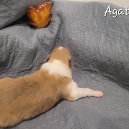 Agatha - Sable merle and white female Collie puppy in Mattoon, Illinois from Gold Leaf Collies