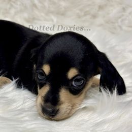 Wednesday - Black and cream female Dachshund puppy in Havana, Florida from Dotted Doxies