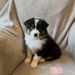Bink - Black tri-color female Australian Shepherd puppy in St. George, Utah from Rock Canyon Australian Shepherds