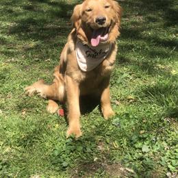 Gunilla - Golden Retriever