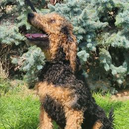 Blaze - Phantom male Goldendoodle puppy in Harrisburg, Nebraska from Wildcat Hills Doodles