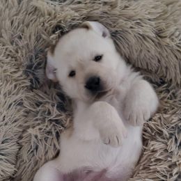 Labrador Retrievers from FreshwaterLabs