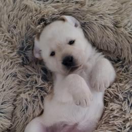 Labrador Retrievers from FreshwaterLabs