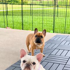 Bianca - French Bulldog