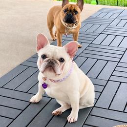 Bianca - French Bulldog