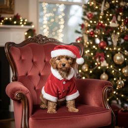 Belle - Red  female Goldendoodle puppy in from Pink Poodles and Doodles