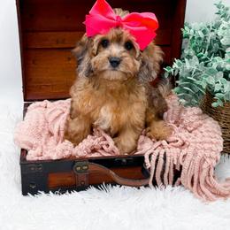 Pixel - Merle female Cavapoo puppy in North Carolina from NC Doodle Puppies
